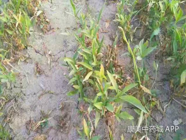 河北安国：旱半夏产新，种植户忙采收