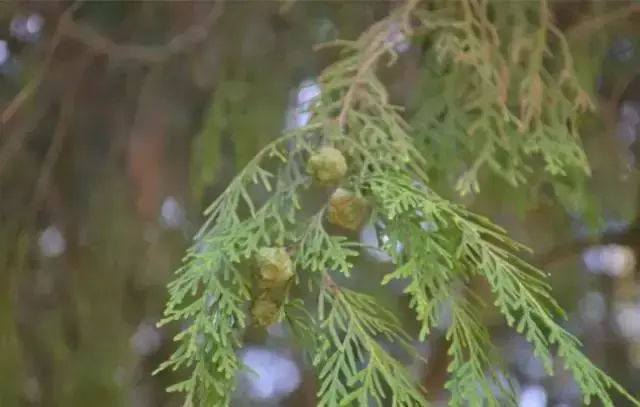 一年四季都好盘的菩提子，盘起来