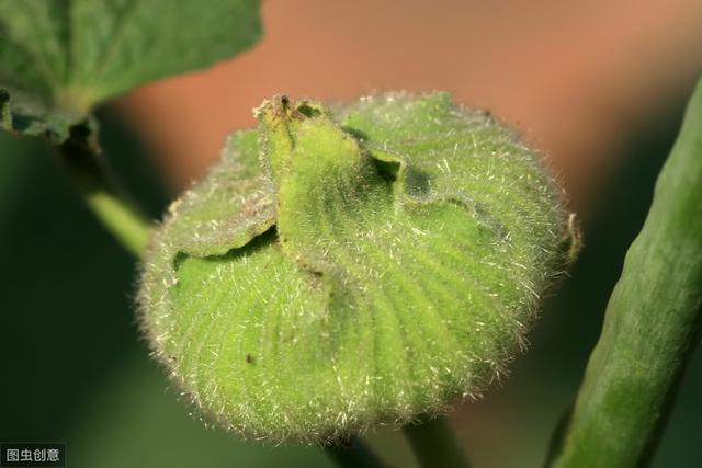 农村不待见的花，院子里种1棵，随便养养就成花镜担当