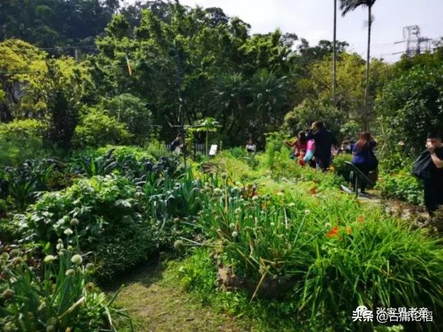 这几个秘诀可以防虫，不用任何农药，照样在农村种好庄稼