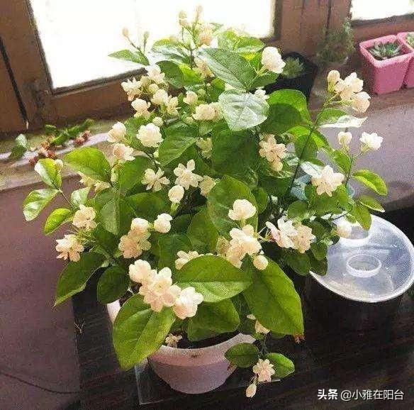 给茉莉施肥，就浇这两种“肥水”，长得更快，开花更多，花量超大