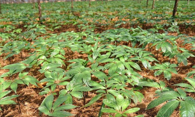 三七种植现状，及其种植技巧分析，来了解下该怎么做吧