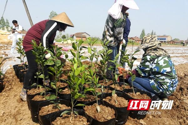 乡村振兴看常德丨西洞庭：产业旺 村庄美 秋延辣椒成村里的“金疙瘩”