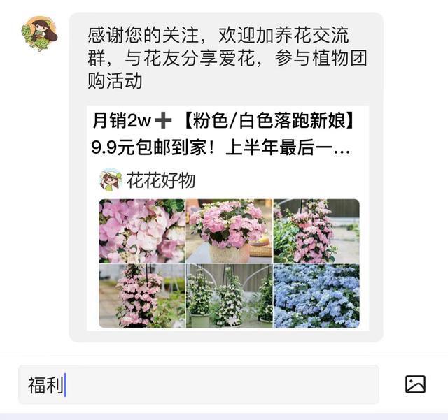 沾土就冒芽的花，盆栽开成大花篮，地栽开成小花园