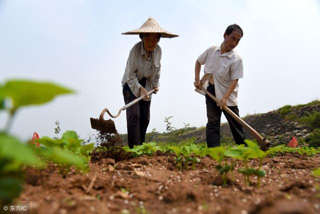 农民提高收入有高招，花5分钟看老农民给你分享秋葵的种植经验