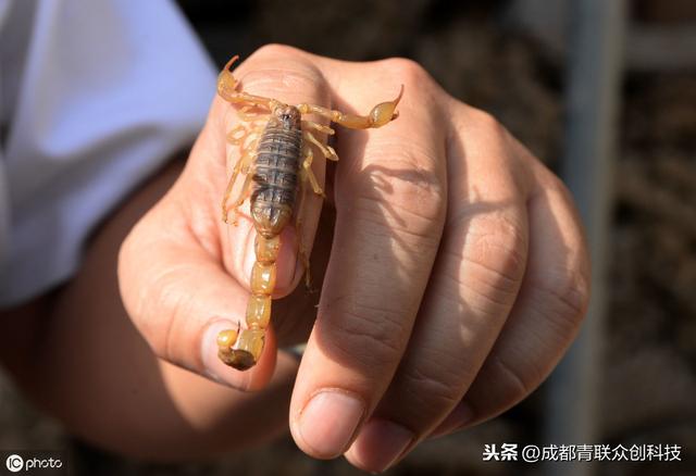 蝎子养殖，失败大于成功，掌握技术是关键