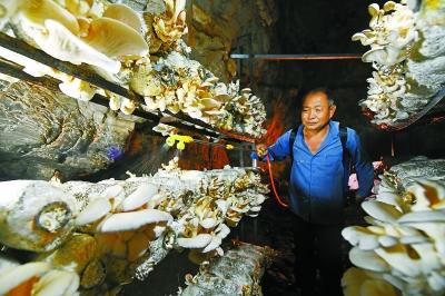 疫情期间找到致富路！密云海拔最高村山洞种出蘑菇