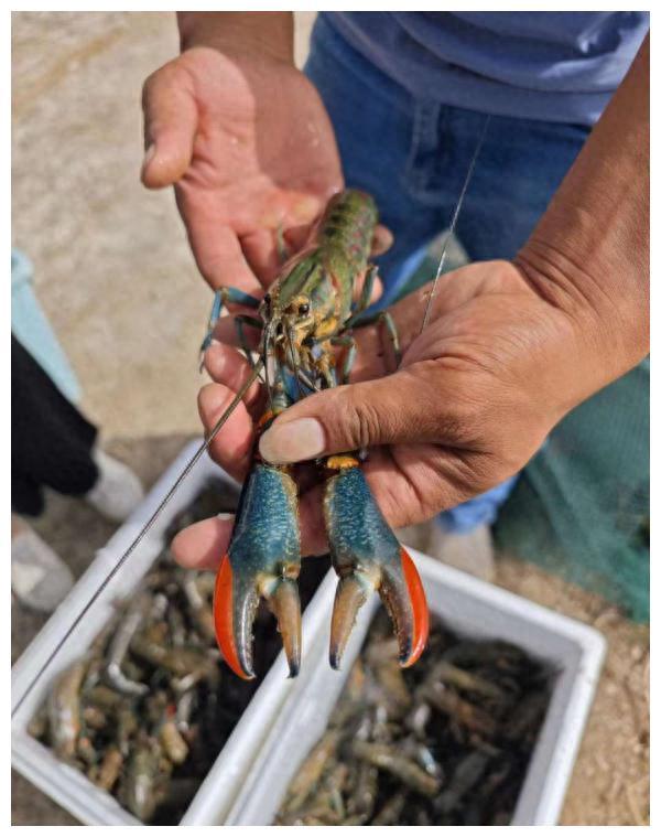 从海洋到沙漠，澳洲龙虾怎么跨越万里，定居新疆的？
