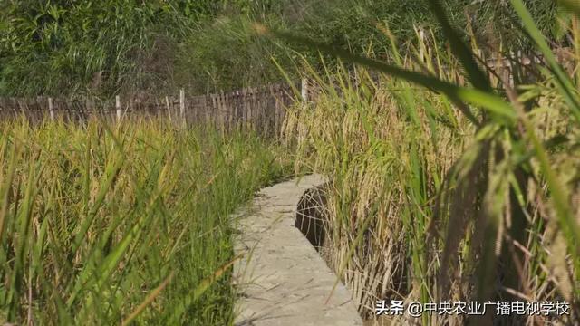 【农广天地】稻花香 鱼儿肥