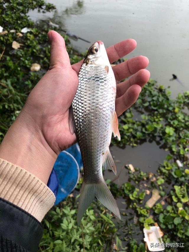 清明野钓西枝江，偶遇土鲮家族，邂逅鲤鱼情侣一对儿！