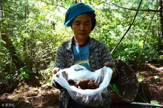 你知道松露吗？教你7个步骤种植松露，获得巨大利润！