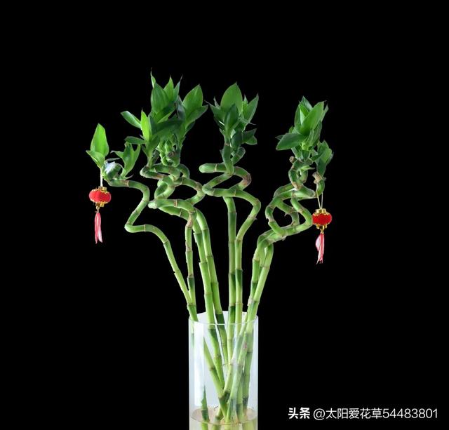 5种花，高颜值又好养，摆在家里寓意“招财纳福”，对身体也好