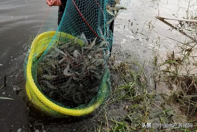 紧急！这个对虾养殖区，要求虾农月底清空虾塘！未来虾价怎么走？