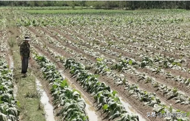 烤烟被冰雹损害，按一千块一亩赔偿，为何农民还是感叹今年亏了？