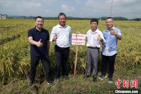 中国水稻育种获重大突破 三大早粳新品系助力“吃饱更吃好”