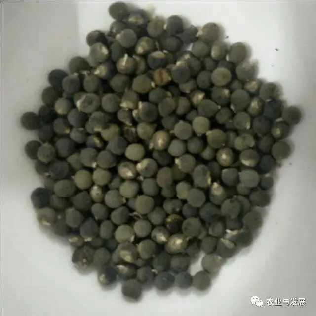 想要种植出高品质、高产量的秋葵，掌握以下几点管理技巧很重要