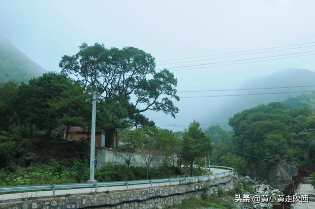 美到心动！遇见秦岭古树下的百年老宅，院内种着“七叶一枝花”