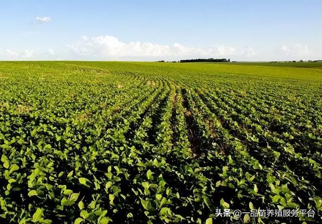 明年在农村做这些项目“钱景”很好，家禽养殖或不在其中