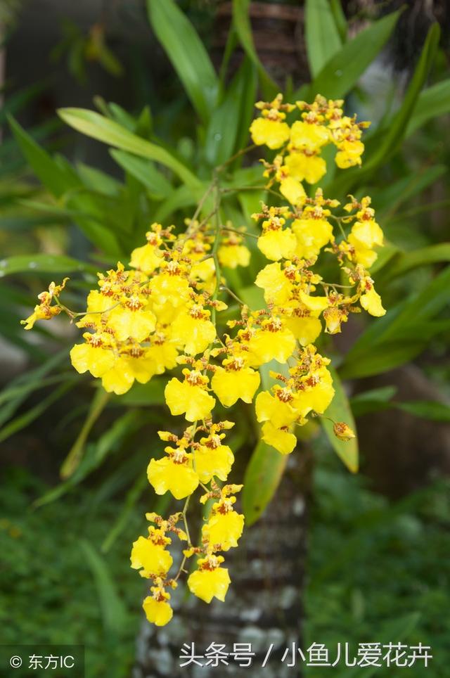 十几种花一年四季都可以种植，有水就能活，净化空气还能招财