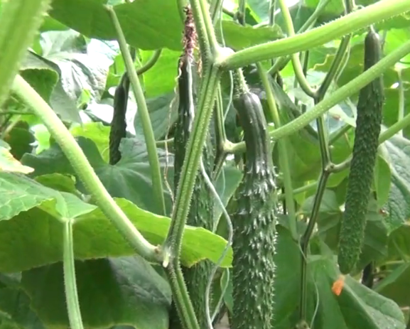 黄瓜、豆角该种了，掌握好种植技巧，结得多，产量高