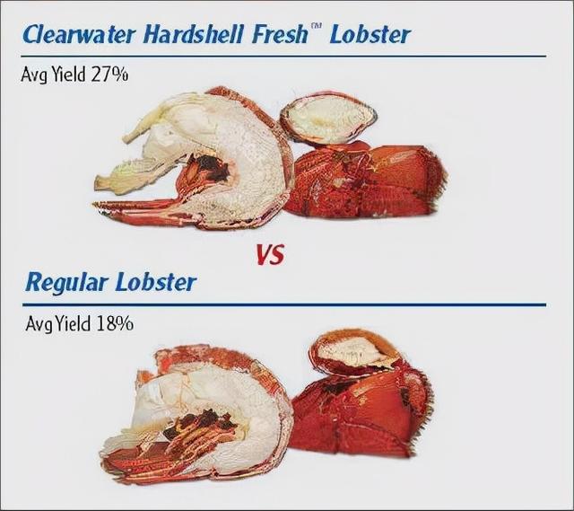 挑选优质加拿大龙虾的秘诀：龙虾壳越硬，品质越好