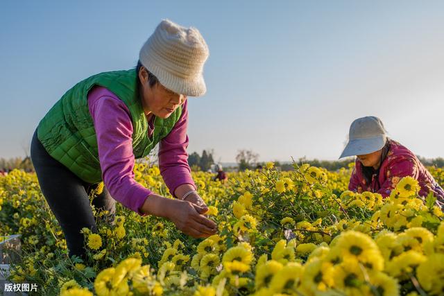 菊花培育及其管理的技术要点，科学种植，重点做好这几个方面