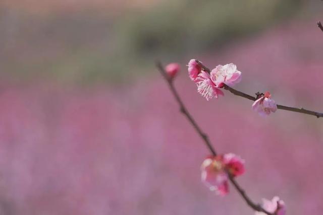 瑞雪红梅 乡聚过年丨又到赏梅时！这份“寻香”攻略请收好