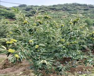 板栗种植新技术(板栗优质高产高效栽培技术与经济效益分析)