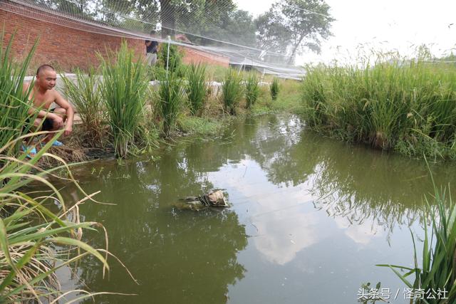 乡村新事：农民稻田养青蛙，水下养泥鳅，亩产过万元