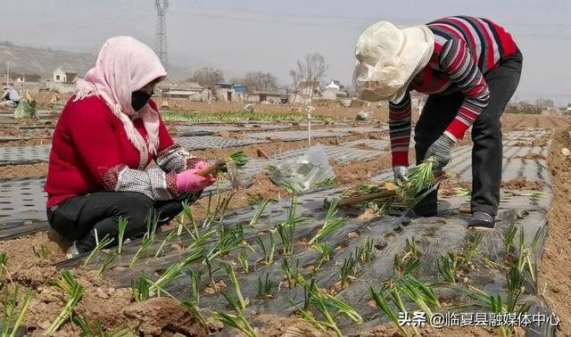 【春耕进行时】新集镇苗家村：不负春光播希望 蔬菜基地种植忙