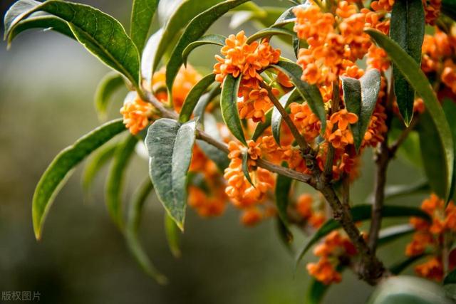 这花特好养活，插个枝条就能活，秋天开满小香花