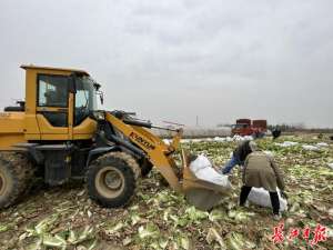 武汉蔬菜种植(武汉市蔬菜产销联盟出手，一天卖出125万斤大白菜)