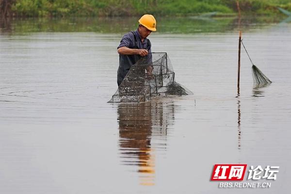 涨知识了！看小龙虾是怎样一步步从养殖场走上餐桌