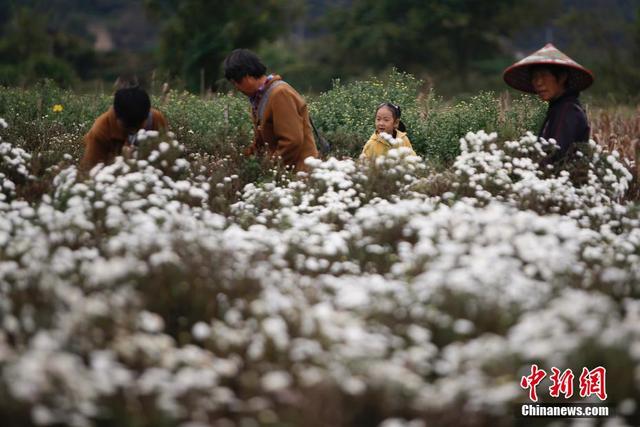 安徽休宁：万亩菊田成风景线和致富产业线