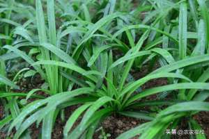 苔韭种植技术(韭菜绿色种植养根养叶，管理用这4种方法，种出的韭菜健康好吃)