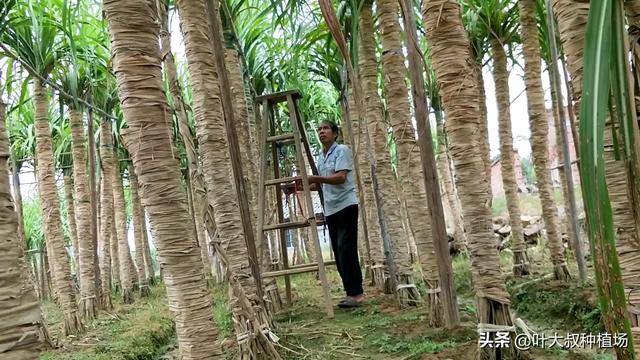 让甘蔗更甜的秘密，三农人种植甘蔗有妙招，这个种法甘蔗非常清甜