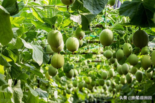 绿色高效蔬菜种植遵循的五大原则，生物多样性立体种植模式