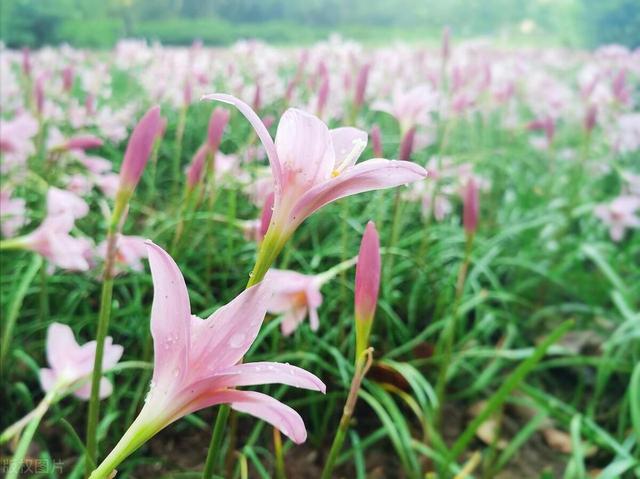 花园党、阳台党的“爆花神器”，一个球生一堆球，不养亏大发了