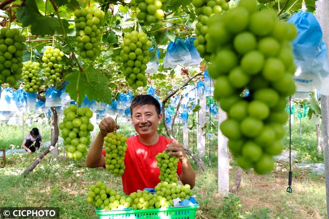 阳光玫瑰葡萄甜蜜上市