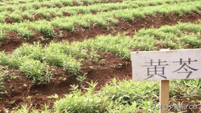 黄芩苗什么时间种植最好，黄芩苗的种植方法