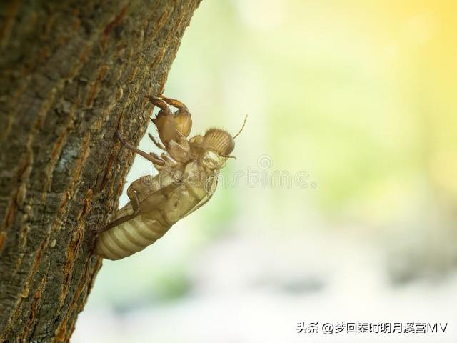 特色养殖：金蝉村的繁荣之路