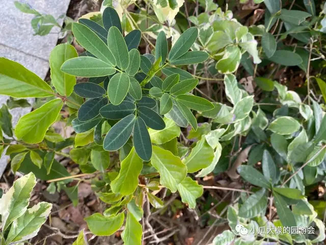 画画or编织？小孩子才做选择，我全都要！（钩针花田老鼠图解）