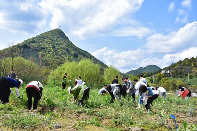 亲身体验中草药栽培过程 浙江中医药大学探索教育新模式