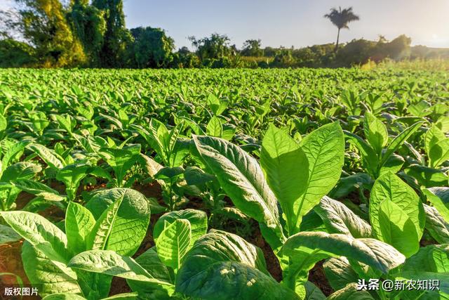 烤烟种植如何提高产量呢？这里有答案了，农户一起学学吧