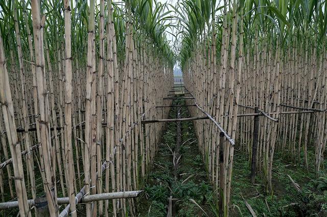 甘蔗种植注意这四点管理细节，轻松解决甘蔗不够高、不够粗的难题