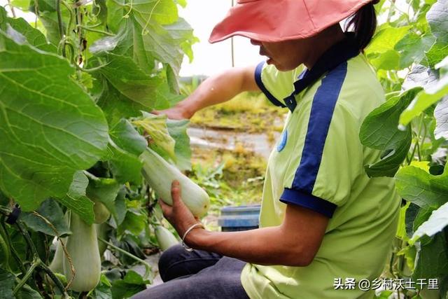 羊角蜜怎么施肥甜度高？羊角蜜甜瓜种植方法和时间，详细讲解在这