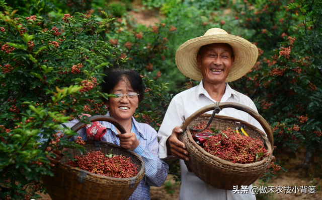 如何才能种植好花椒树？一篇文章详细告诉你