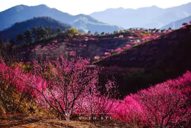 瑞雪红梅 乡聚过年丨又到赏梅时！这份“寻香”攻略请收好