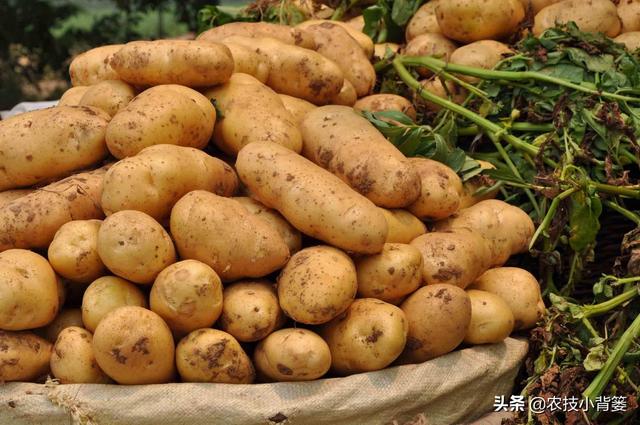 马铃薯种植高产有技巧，生长中后期做好这五项管理能增产