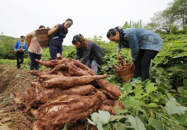 老樵聊三农：葛根高产的种植方法及栽培技术